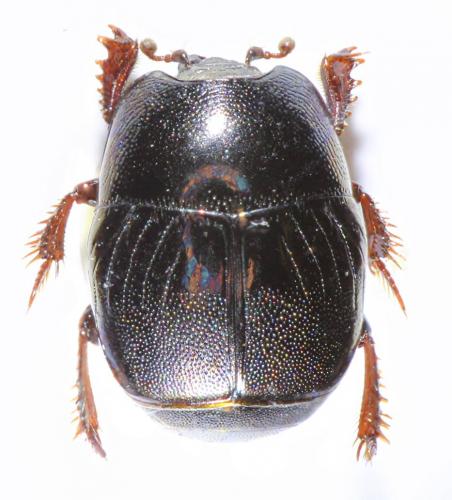 Hypocaccus brasiliensis